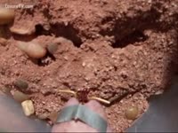 Fire ants playing on a pecker head